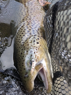 ブラウントラウトの釣果