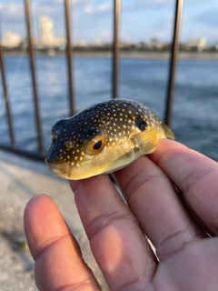 クサフグの釣果