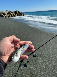 フグの釣果