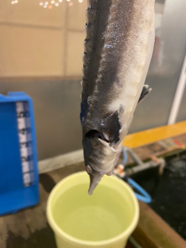 チョウザメの釣果