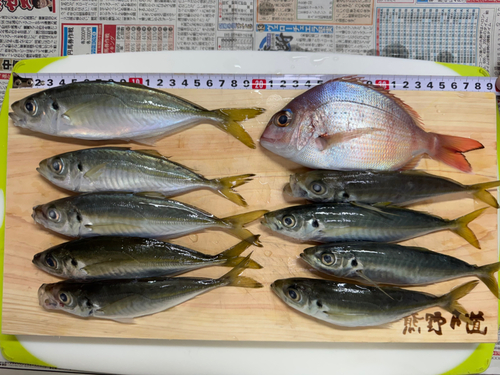 アジの釣果