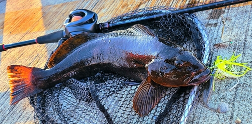 アイナメの釣果