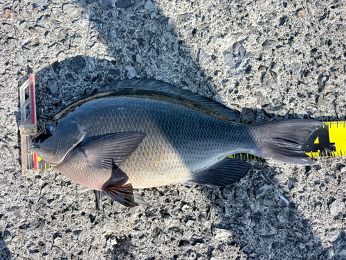 メジナの釣果