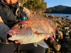 タイの釣果