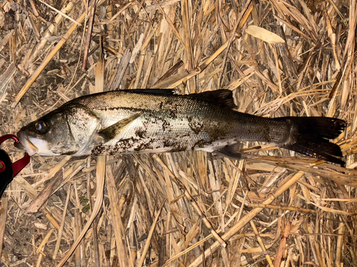 セイゴ（マルスズキ）の釣果