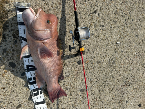 コブダイの釣果