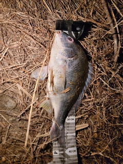 キビレの釣果