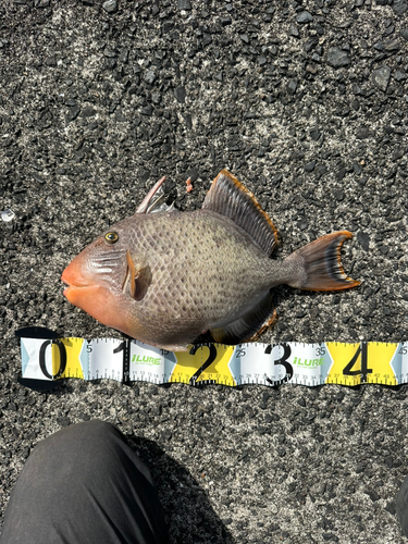 モンガラカワハギの釣果