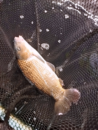 コイの釣果