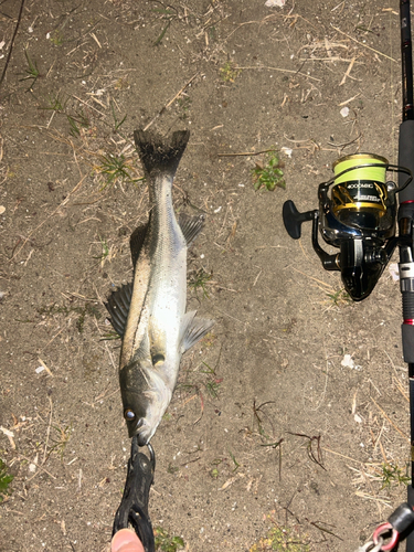 スズキの釣果