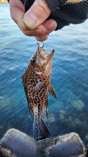 オオモンハタの釣果