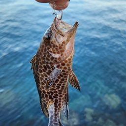 オオモンハタ