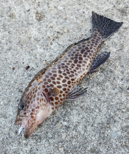 オオモンハタの釣果