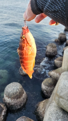 アカササノハベラの釣果