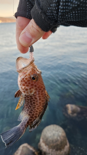 オオモンハタの釣果