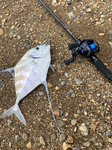 イトヒキアジの釣果