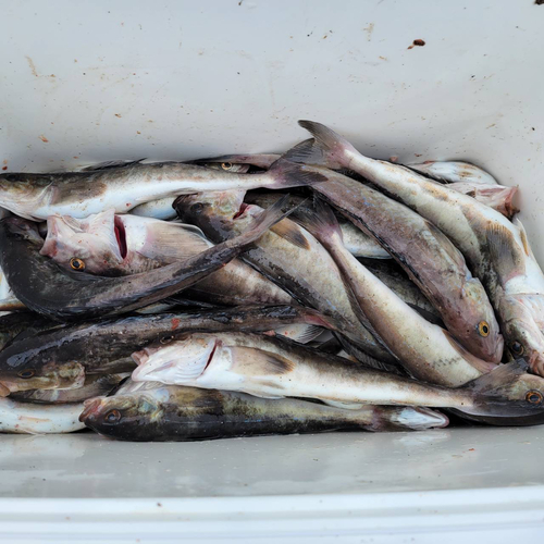 ホッケの釣果