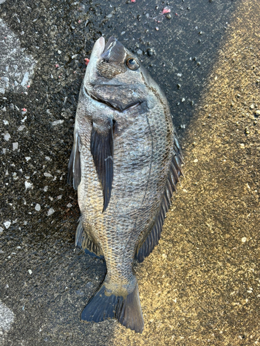 クロダイの釣果