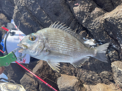 ヘダイの釣果