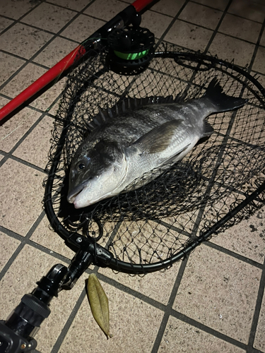 クロダイの釣果