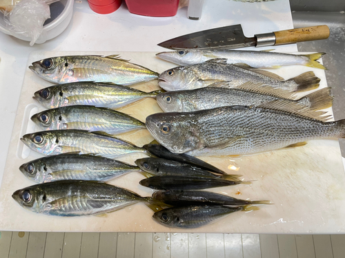 アジの釣果