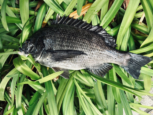 チヌの釣果