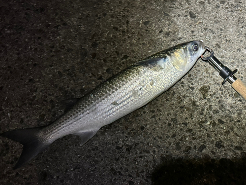 南芦屋浜ベランダ