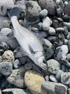 ヒラスズキの釣果