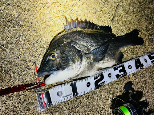 クロダイの釣果