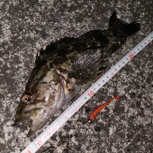 タケノコメバルの釣果