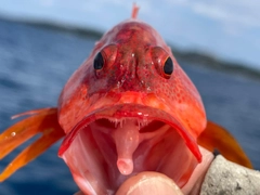 ニジハタの釣果