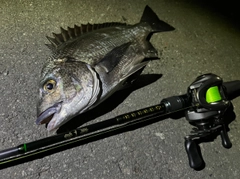 チヌの釣果