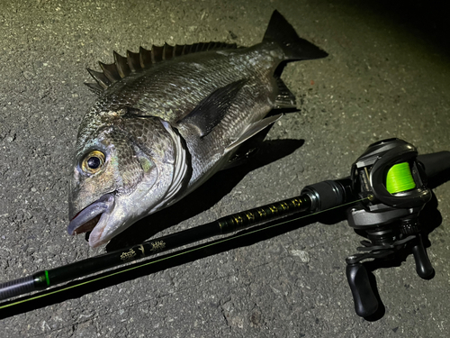 チヌの釣果