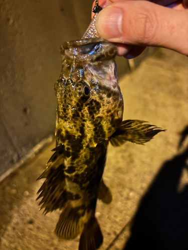 タケノコメバルの釣果