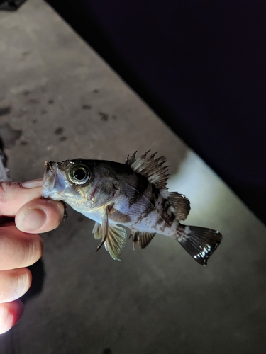 シロメバルの釣果