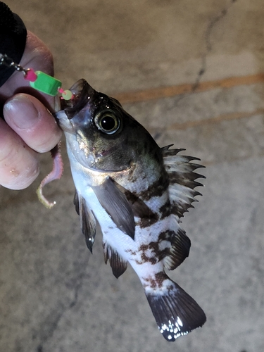 シロメバルの釣果