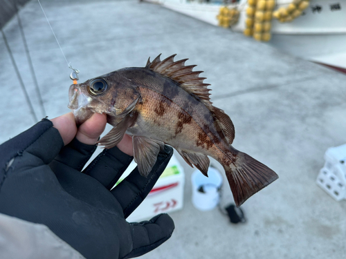 メバルの釣果