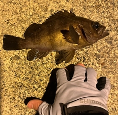 シロメバルの釣果