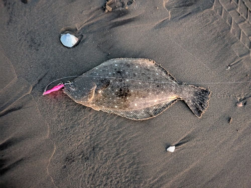 ソゲの釣果