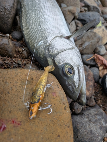 ヒラスズキの釣果