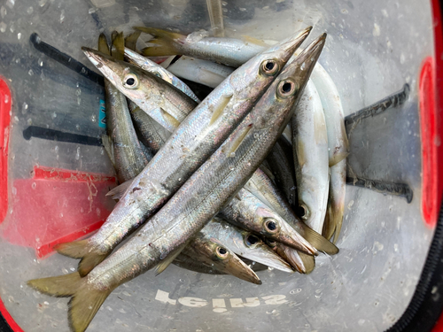 カマスの釣果