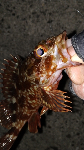 カサゴの釣果