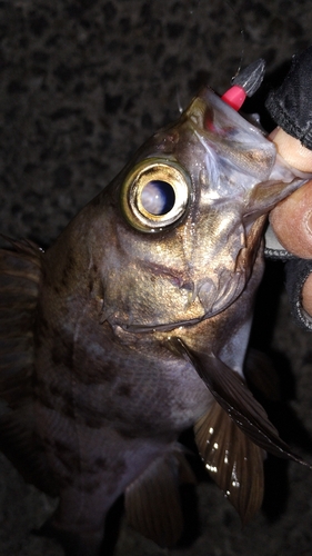 メバルの釣果