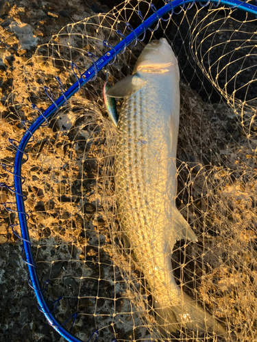 高洲海浜公園