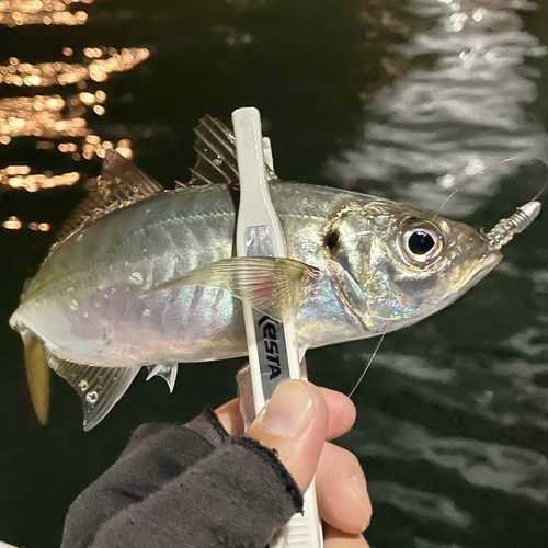 マアジの釣果