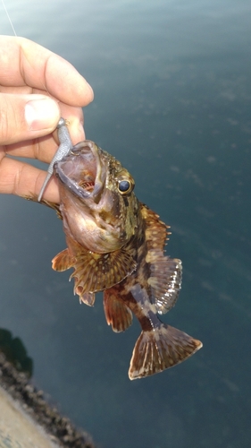 アラカブの釣果