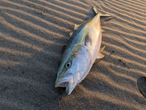 ワラサの釣果