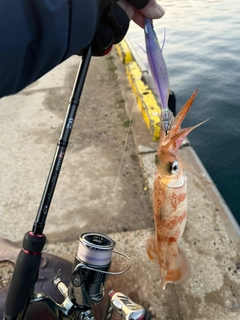 ササイカの釣果