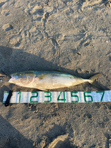 ワラサの釣果