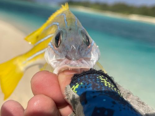 ヨスジフエダイの釣果